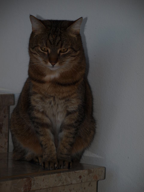 unsere Heimkatze Tschipsy - ist sie nicht schön?