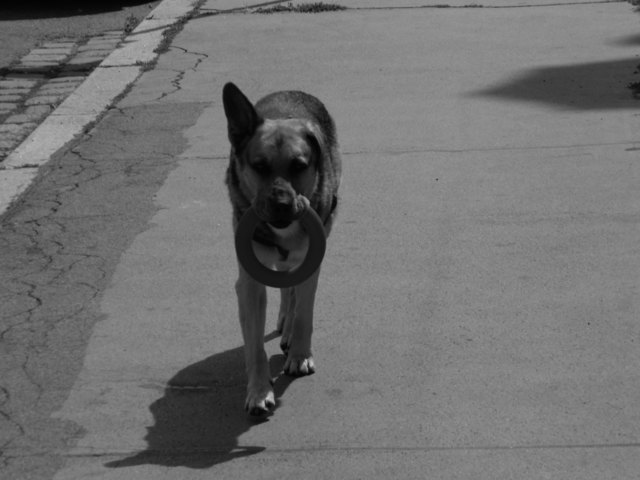 Der beste Hund auf der Welt :D