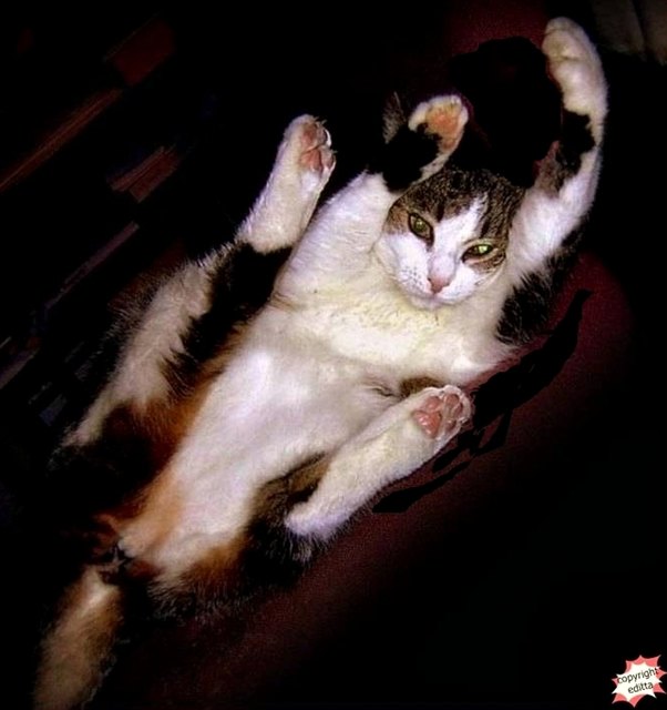 Hände hoch oder ich schieße!