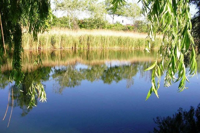 Natur pur in der Donaustadt