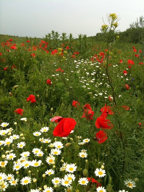 Ein Bett im ... Mohnfeld