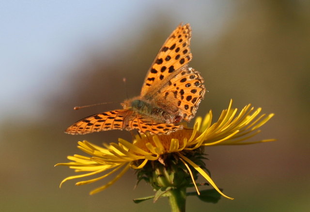 Perlmuttfalter in der Lobau
