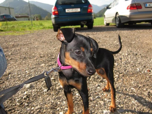 Das Wauzi von meinem Bruder ;)