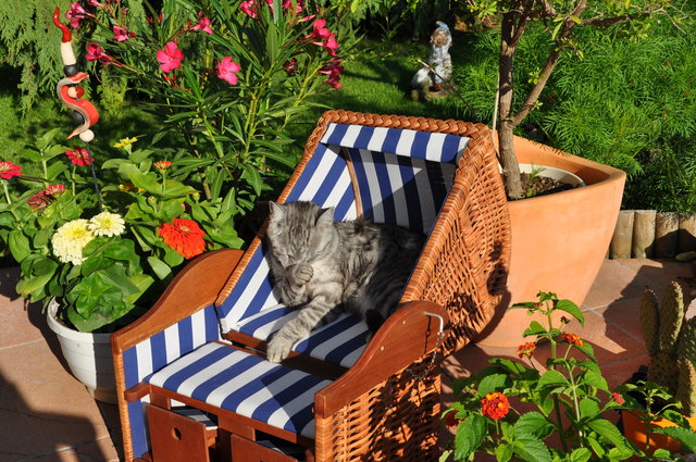 Chillen im Schrebergarten