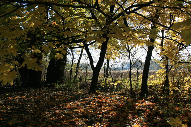 Herbststimmung in der Lobau