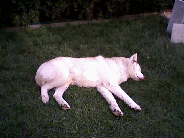 Mein verstorbener Husky beim chillen im Gras ;(