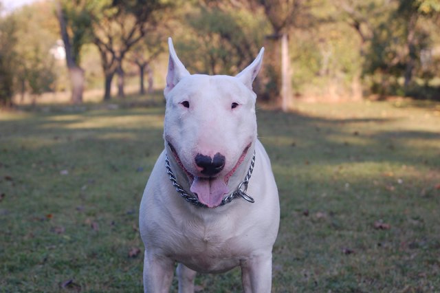 Teddy, ein glücklicher Hund in Wien 21