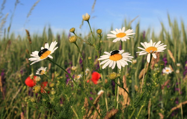 Gstetten  beim Asperner Flugfeld - "Mai-Impression"