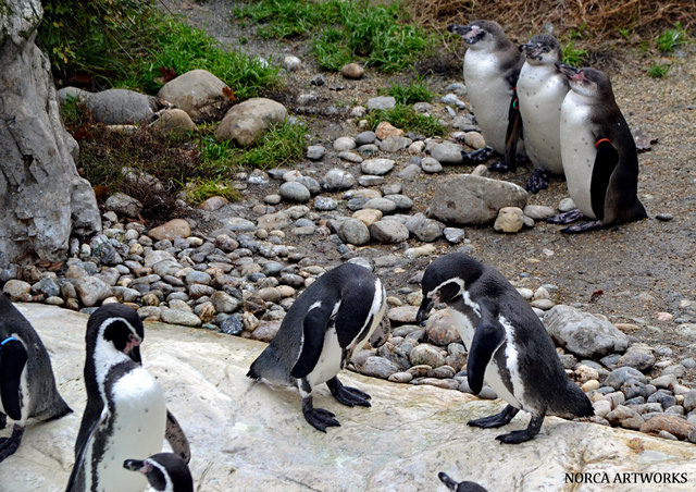 Erste Szenen des neuen "Eis am Stiel – Spektakels" zeigen unsere Freunde Benny, Bobby und Johnny wieder einmal auf der Suche nach dem weiblichen Geschlecht. Ob die drei "Grünlinge" diesmal ihre wahre Liebe finden werden? Nun denn, die Mädels aus Peru sehen ja vielversprechend aus - lassen wir uns einfach überraschen.