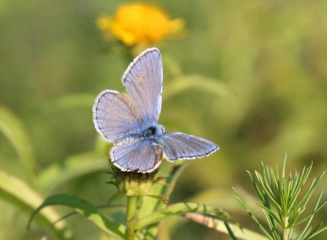 Bläuling in der Lobau