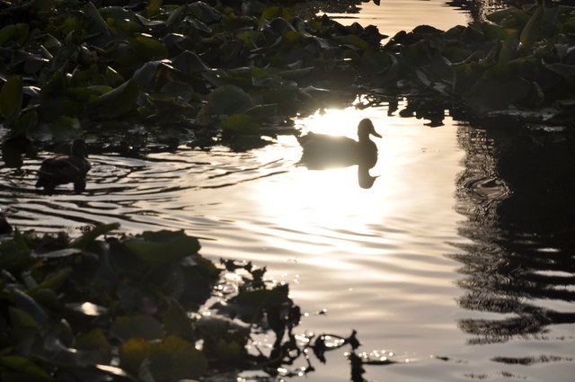 Teich in Schönbrunn