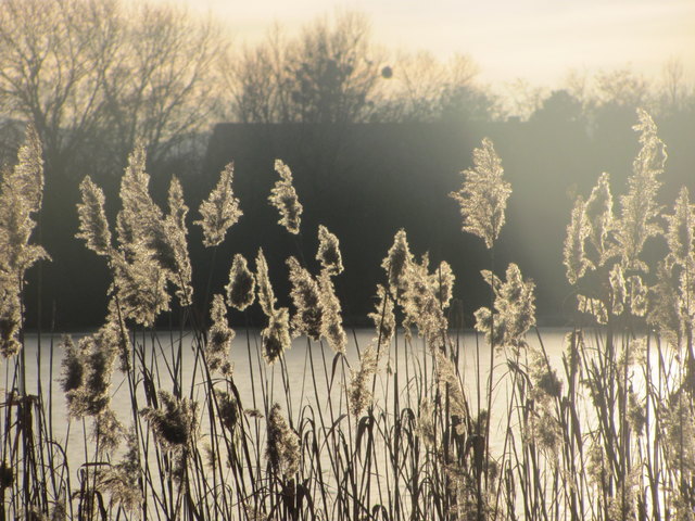 Zarte Gräser am Wienerberg