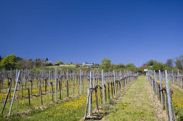 Frühling in Grinzing