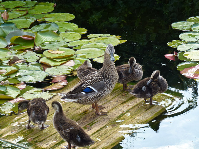 Im Volksgarten ist Leben