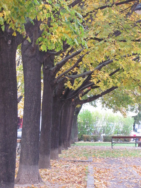 Bäume in Herbstlaune in Favoriten
