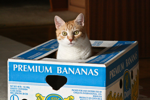 Schachteln sind ein super Versteck