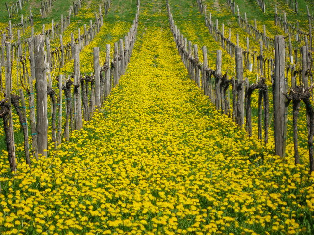 Herrliches Wien, hier der Dornbacher Weinberg