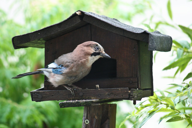 Eichelhäher am Schafberg