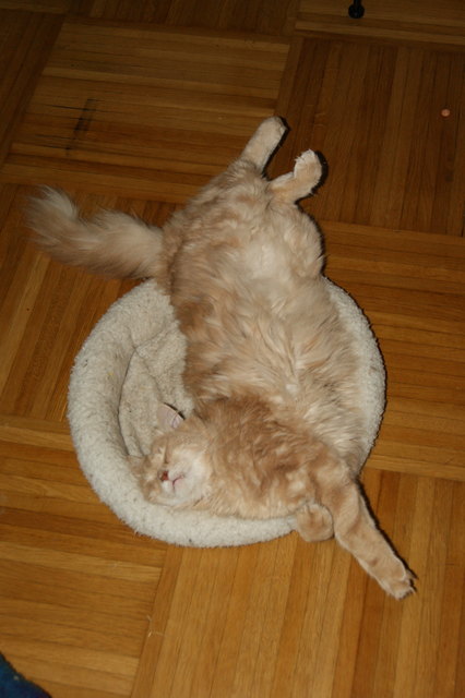 Kater Semmel beim Schönheitsschlaf