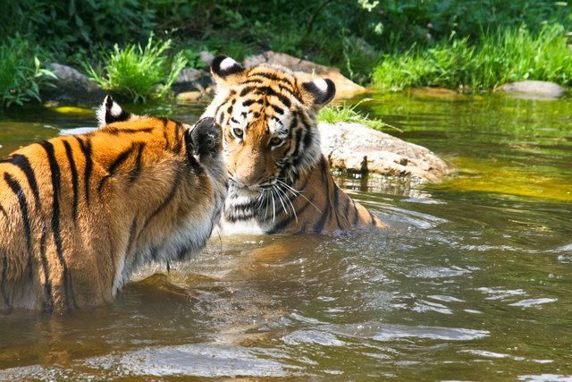 Die Tiger von Schönbrunn