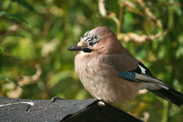Jetzt kommt er wieder täglich zum Futterhaus, der Eichelhäher
