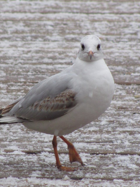 Willkommen in schönen Wien