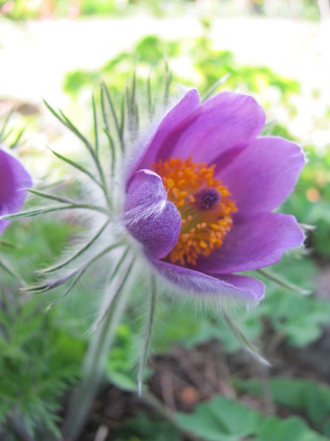 Kuhschelle eine heimische Pflanze