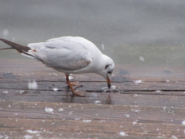 Auch ein Teil von Wien