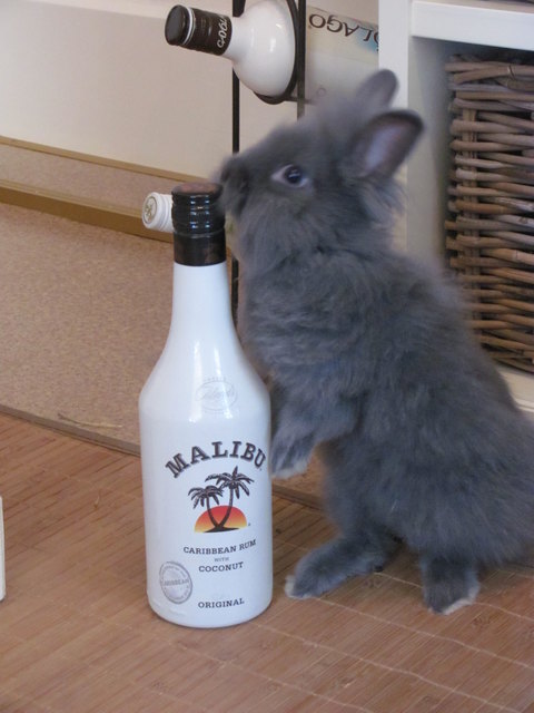 Mein Kanichen heißt Malibu-warum bloss?