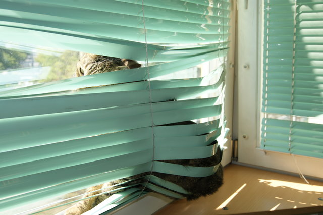 Kater Humphrey kämpft sich zur Sonne durch