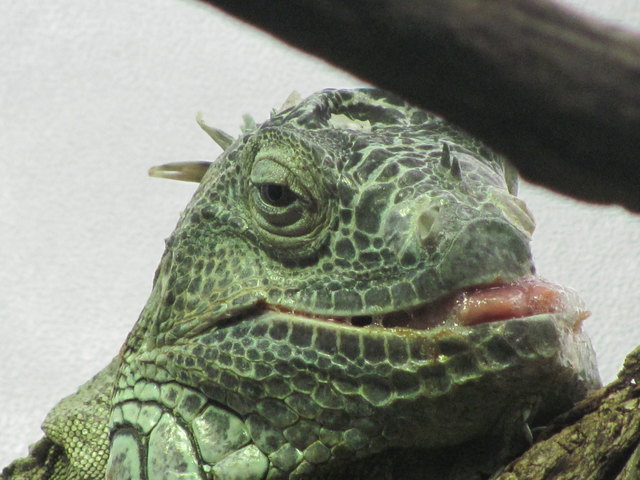 Ein schleckermäulchen