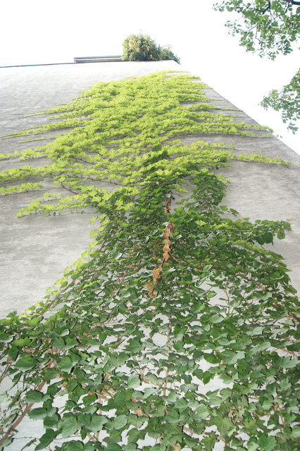 Grüne statt graue Wände - im Garten der Weinstube in der Piaristengasse