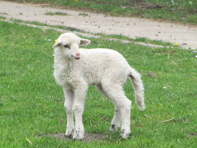Ein Lämmchen in Hirschstetten