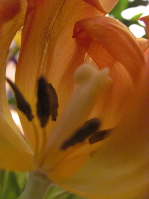 Tulpen in ihrer Schönheit