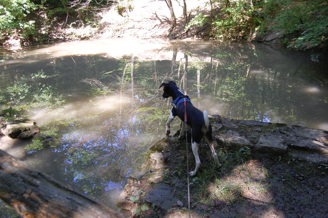 Charlie beim Waldspaziergang