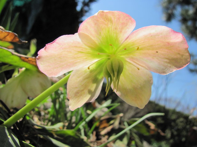 Schneerose im Sonnenschein