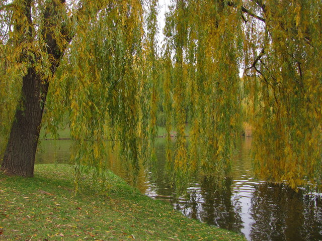 Der Laaerwald mit seinen schönen Bäumen