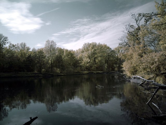 Die Dechantlacke in der Lobau