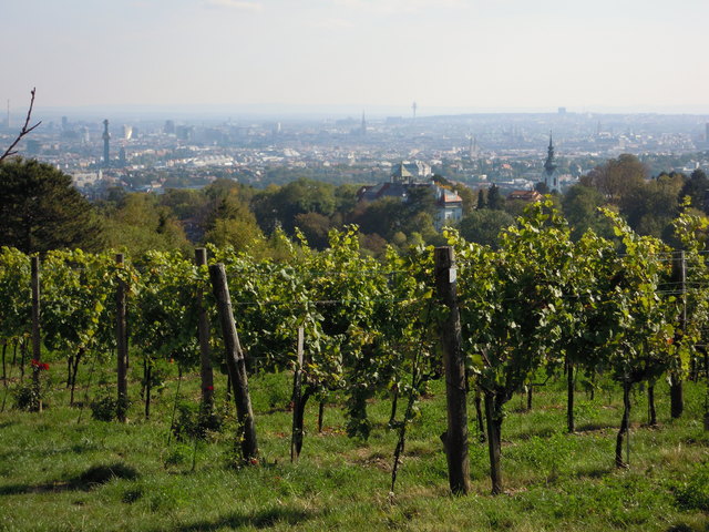 Blick von den Grinzinger Weingärten auf Wien