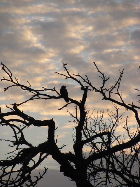 Der Schatten der Bäume....