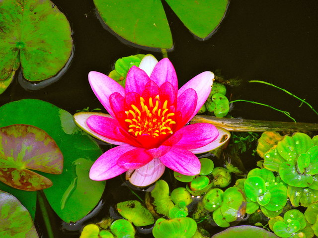 Wien ist exotisch!   ;-)