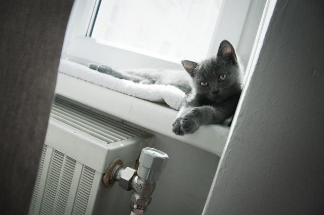 Unsere Katze Ziva vorm Wiener Mittagsschlaferl