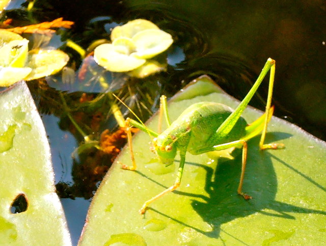 'Das Springinkerl von Wien'