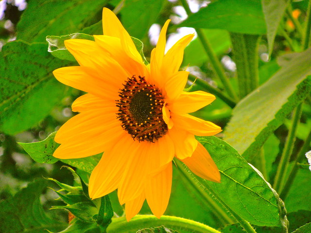 Wien hat Sonne im Herzen ... und in den Gärten!