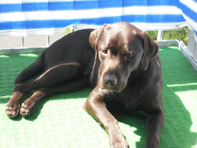 Coffee in the Sun (Hietzing)