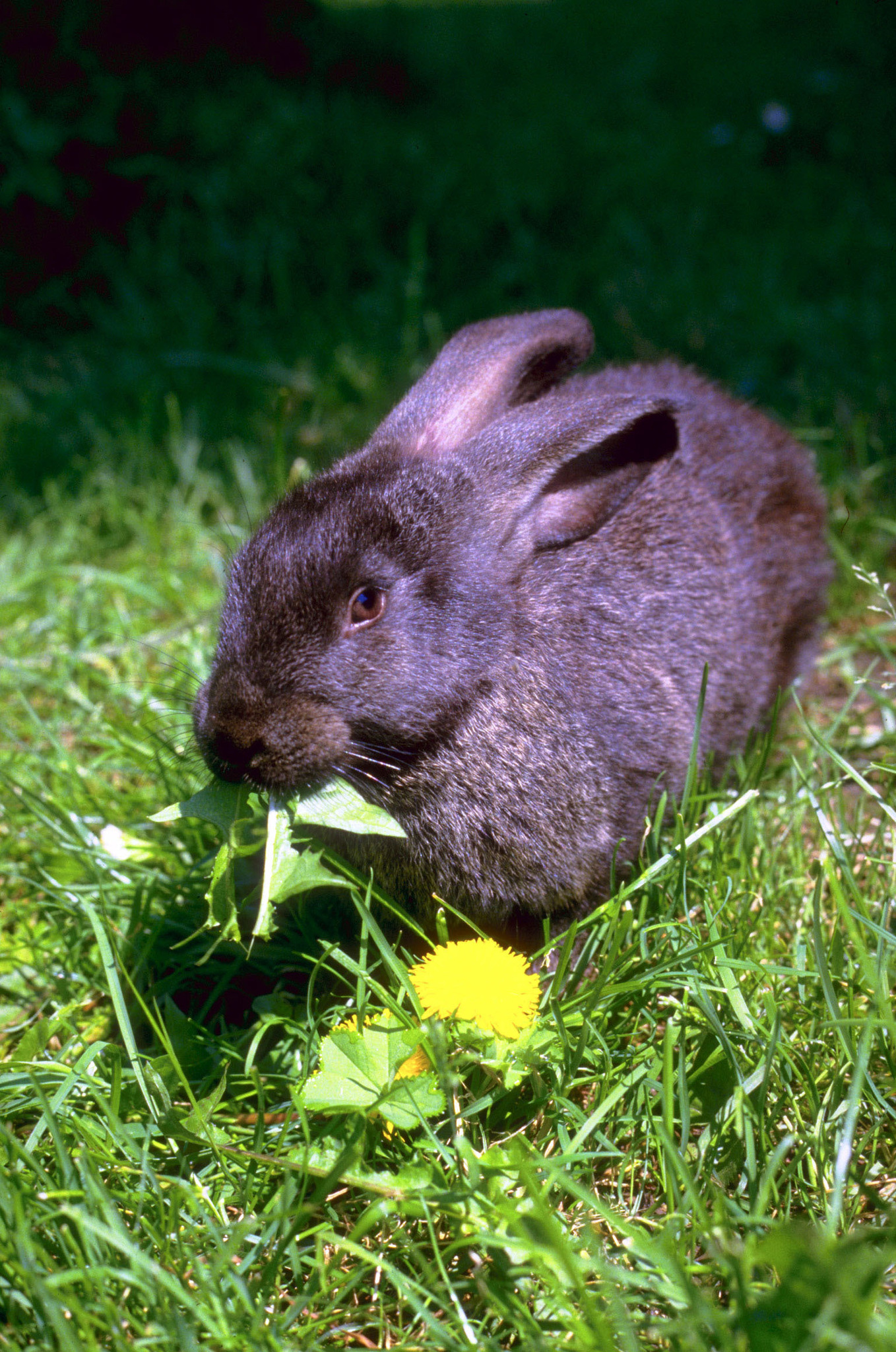 Bleigießen Hase Bleigießen Hase