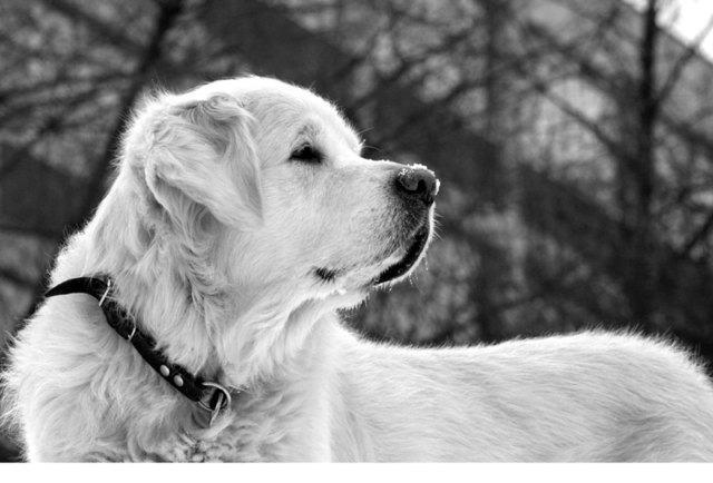 Mein Hund Rusty im Schnee