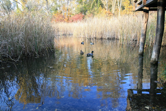 Das "Entenquartett" fühlt sich in der Lobau zu Hause