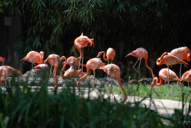 Flamingos im Tiergarten Schönbrunn
