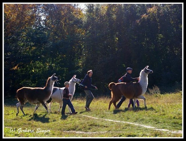 Lama - Treck auf der Kreuzeichenwiese